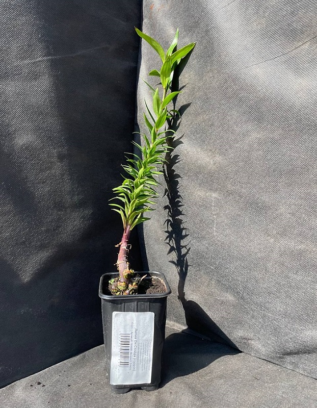 Лилия Он Стейдж 